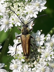 Lepturobosca