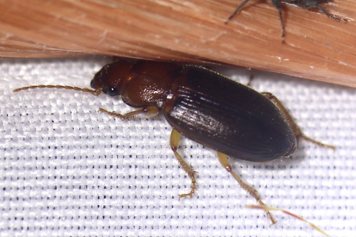 Puncture-headed harp ground beetle photo 2