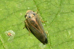 Macropsis