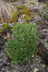 Cochlearia pyrenaica