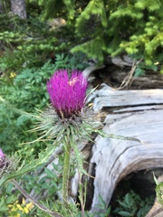 Cirsium edule