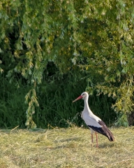 Ciconia ciconia