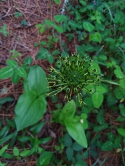 Malaxis brachyrrhynchos