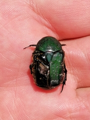 Euphoria westermanni