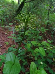 Malaxis brachyrrhynchos