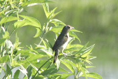 Spiza americana
