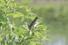 Spiza americana