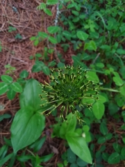 Malaxis brachyrrhynchos