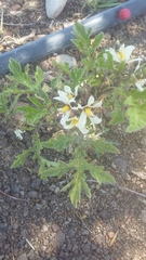 Solanum grayi