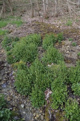 Cochlearia pyrenaica