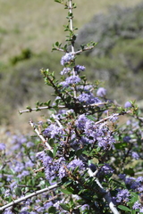 Ceanothus cuneatus ramulosus