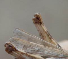 Dociostaurus jagoi occidentalis