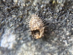 Chilocorus renipustulatus