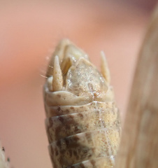 Dociostaurus jagoi occidentalis