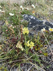 Oxytropis maydelliana