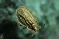 Tingis reticulata