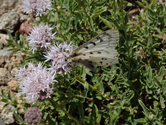 Parnassius behrii