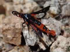 Synanthedon polygoni