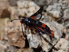 Synanthedon polygoni