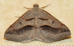 Digrammia subminiata