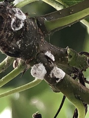 Phenacoccus dearnessi