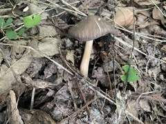 Pluteus ephebeus