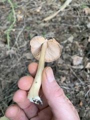 Pluteus ephebeus