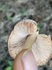 Pluteus ephebeus