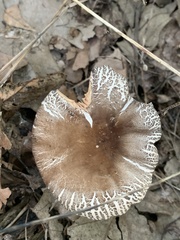 Pluteus ephebeus