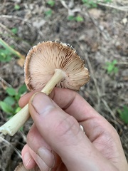 Pluteus ephebeus