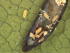 Image of Prococcus acutissimus