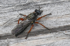 Laphria sadales