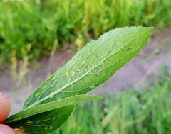 Eriophyes prunianus