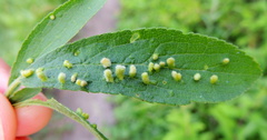 Eriophyes prunianus