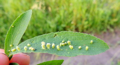Eriophyes prunianus