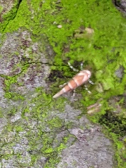Cameraria ohridella