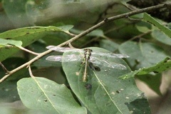 Dromogomphus spinosus