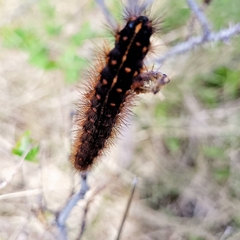 Apantesis williamsii