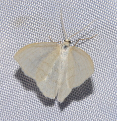 Scopula junctaria