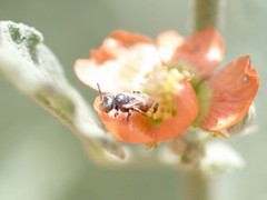Macrotera latior