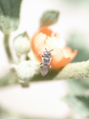 Macrotera latior