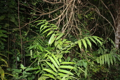 Cleistopholis patens