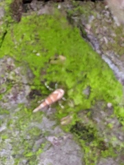 Cameraria ohridella