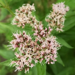Eupatorium cannabinum