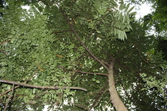 Cleistopholis patens