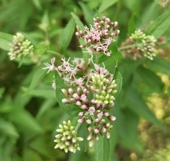 Eupatorium cannabinum