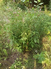 Eupatorium cannabinum