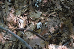 Monotropa uniflora