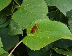 Callajoppa cirrogaster