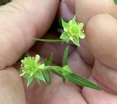 Geum virginianum
